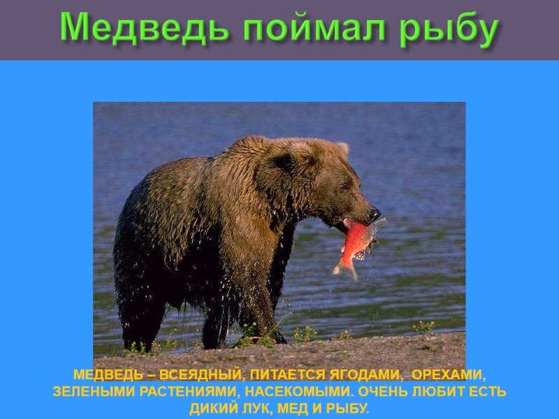 Медведь поймал рыбу МЕДВЕДЬ – ВСЕЯДНЫЙ, ПИТАЕТСЯ ЯГОДАМИ,  ОРЕХАМИ, ЗЕЛЕНЫМИ РАСТЕНИЯМИ, НАСЕКОМЫМИ. ОЧЕНЬ
